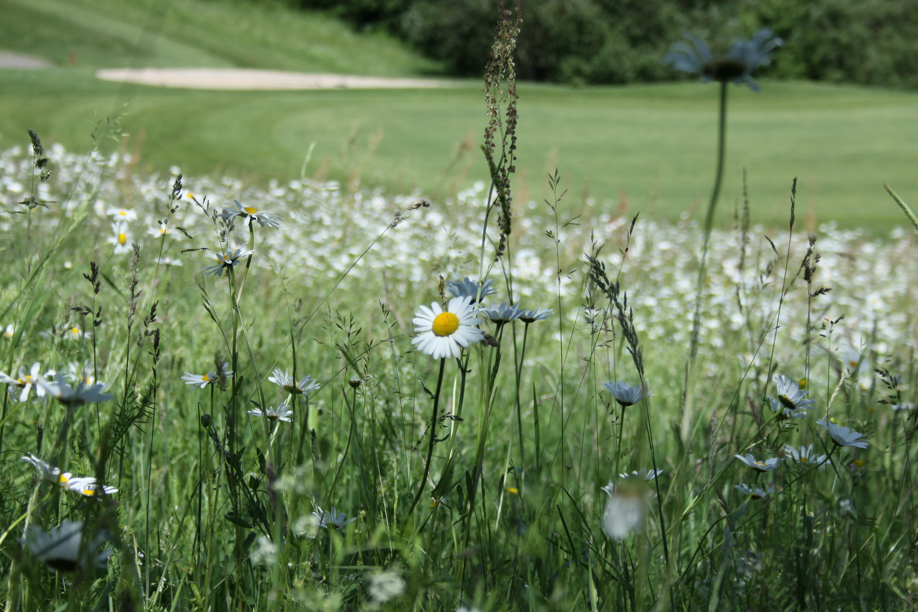 Roughfläche im Golfclub Grevenmühle