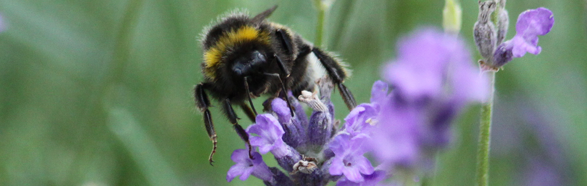 Hummel auf Blüte (Foto: Stefan Mülders)